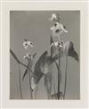 LINCOLN, EDWIN HALE (1828-1938) Suite of 20 photographs from ""Wildflowers of New England.""